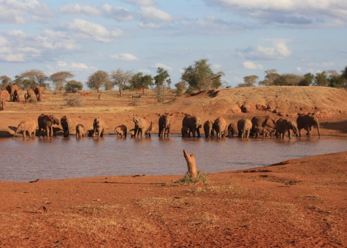 Mombasa to Ngutuni Game Sanctuary Kenya Safari 1 Day