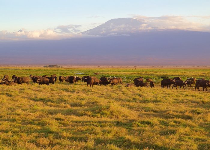 Nairobi to Amboseli Safari