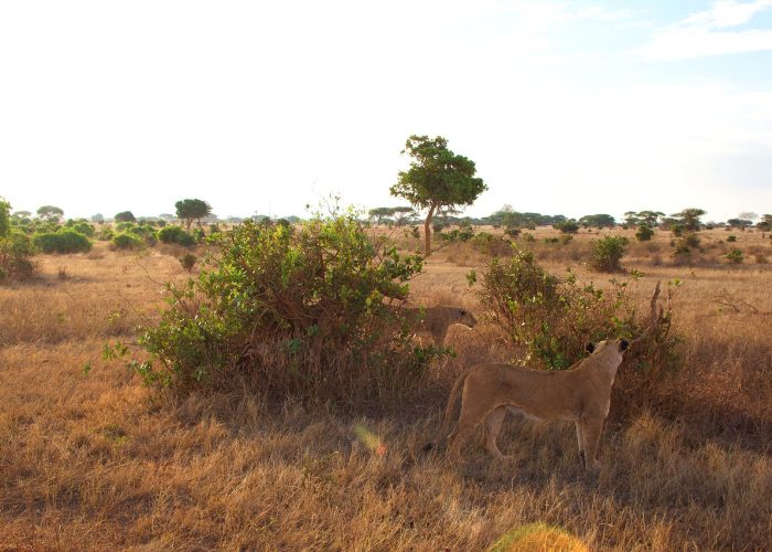 Tsavo West/Tsavo East/Amboseli/Nairobi