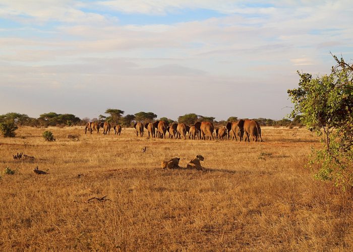 Mombasa to Tsavo East Safari 2 Days