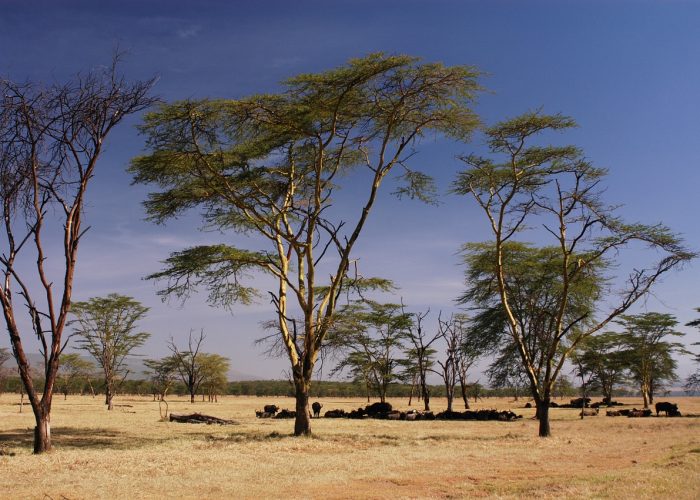 Lake Nakuru National Park