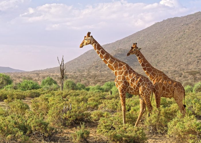 Nairobi Samburu Safari 3 Days