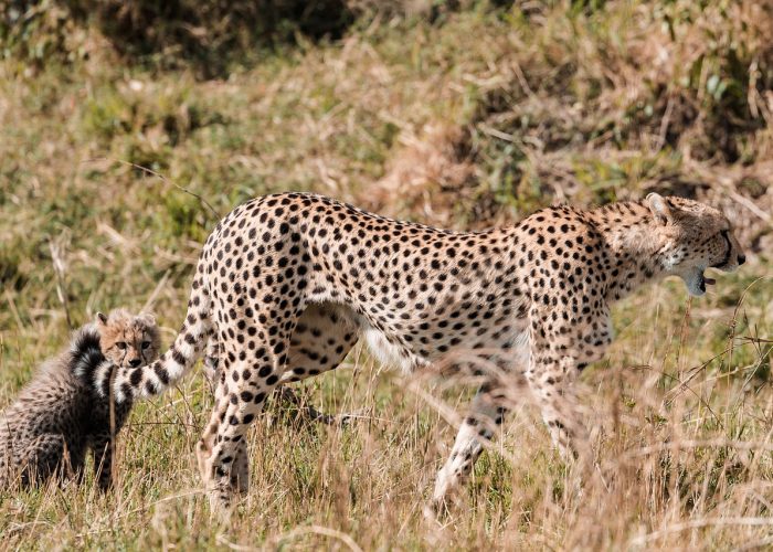 Nairobi to Masai Mara and Lake Nakuru Safari 4 Days
