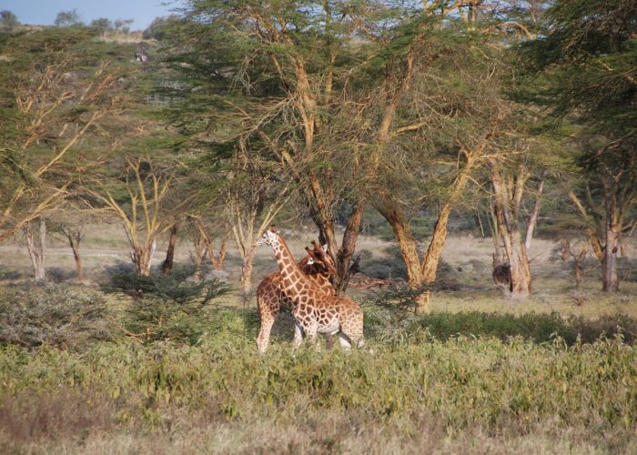Nairobi/Amboseli/Lake Nakuru/Maasai Mara Safari 6 Days