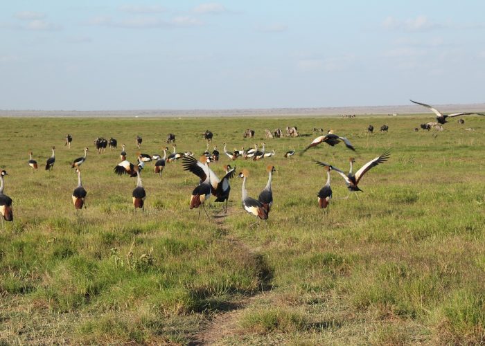 Nairobi to Amboseli Safari 3 days