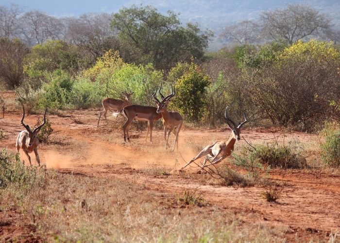 Mombasa to Tsavo East Kenya Safari 1 Day
