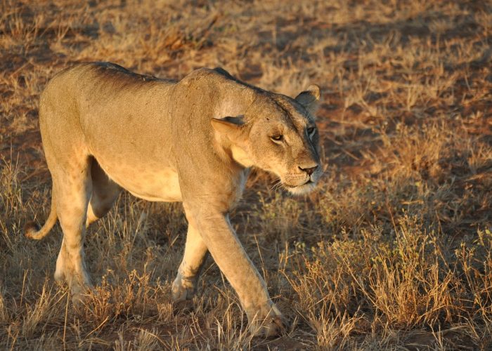 Mombasa to Tsavo East and West Safari 2 Days