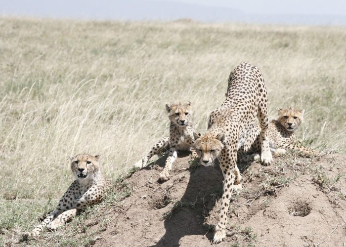 Big Cats Photo Serengeti Safari