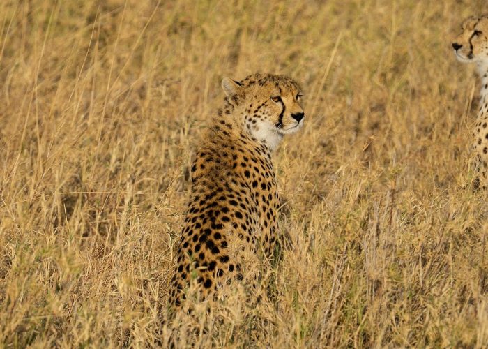 Serengeti Migration Safari 7 Days