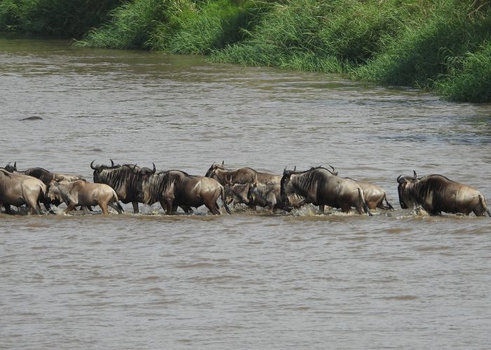 Serengeti Migration Safari 5 nights