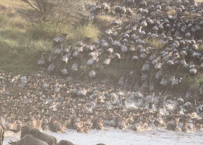 Migration Luxury Safari 7 Day