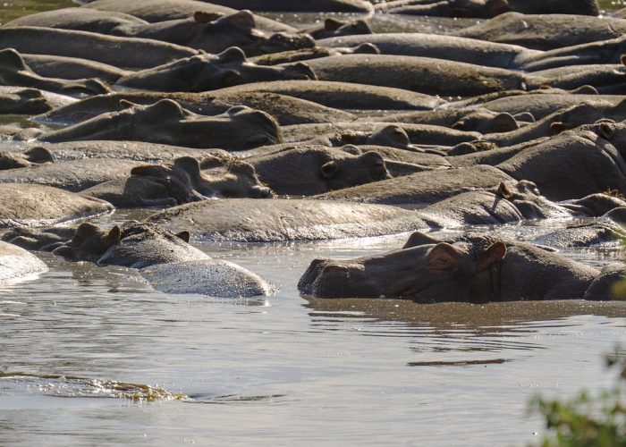 Southern Ndutu Serengeti Photo Safari