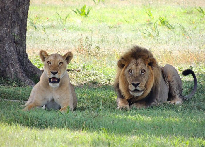 Tanzania Wildlife Safari 6 Days