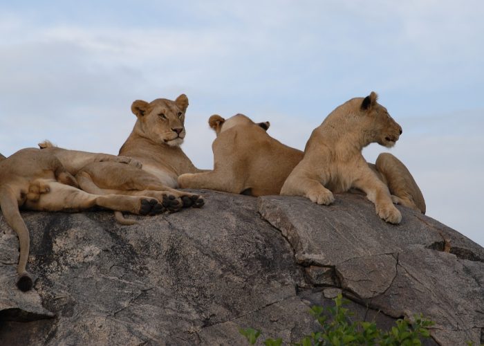 Serengeti & Ngorongoro Crater Safari 4 Days  tour