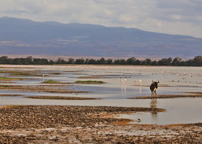 Tsavo West/Tsavo East, Amboseli, Lake Naivasha, Masai Mara
