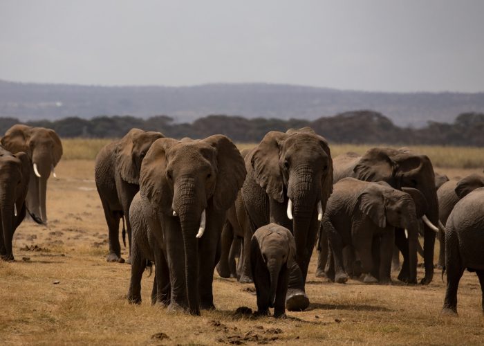 3 Days 2 Nights Amboseli Safari