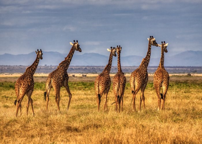 Amboseli/Aberdares/Lake Nakuru/ Masai Mara 6 Days 5 Nights